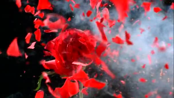 Red frozen rose explodes — Stock Video