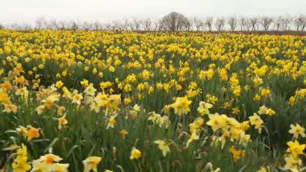 Campo di fiori di narciso — Video Stock