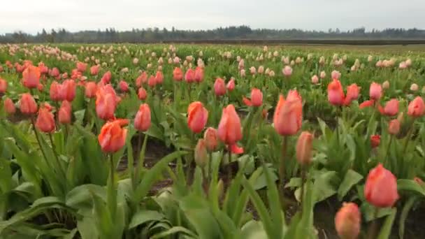 Feld der Tulpenblüten — Stockvideo