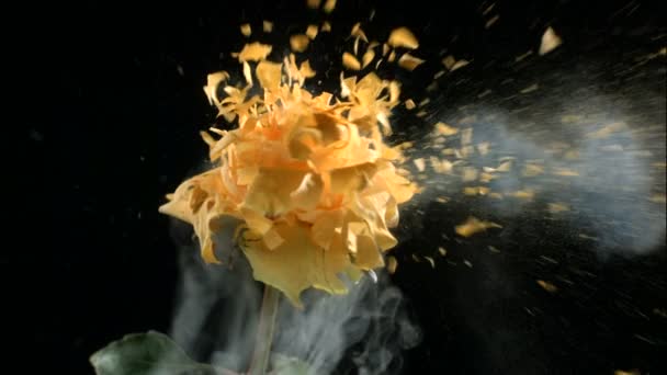 La rose jaune congelée explose — Video