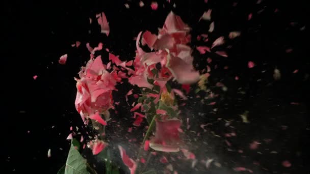 Замороженные цветы взрываются — стоковое видео