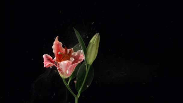 Bevroren bloem ontploft — Stockvideo