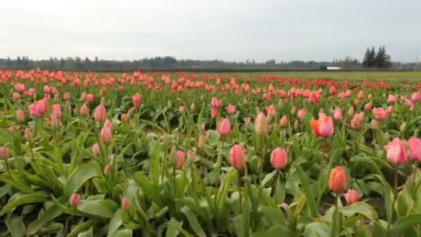 Fältet av tulpaner blommor — Stockvideo