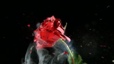 Kırmızı gül donmuş patlar