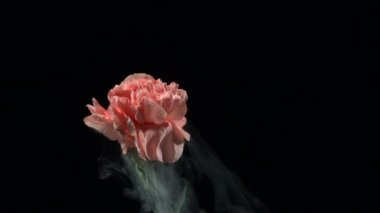 Pembe donmuş karanfil patlar
