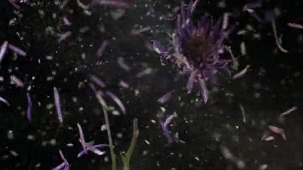Frozen flowers explodes — Stock Video
