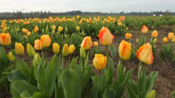チューリップの花のフィールド — ストック動画