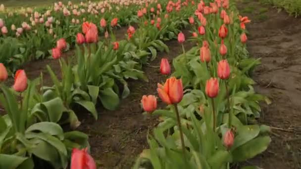 Feld der Tulpenblüten — Stockvideo