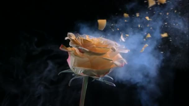 La rose jaune congelée explose — Video