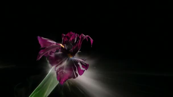 Frozen iris explodes — Stock Video