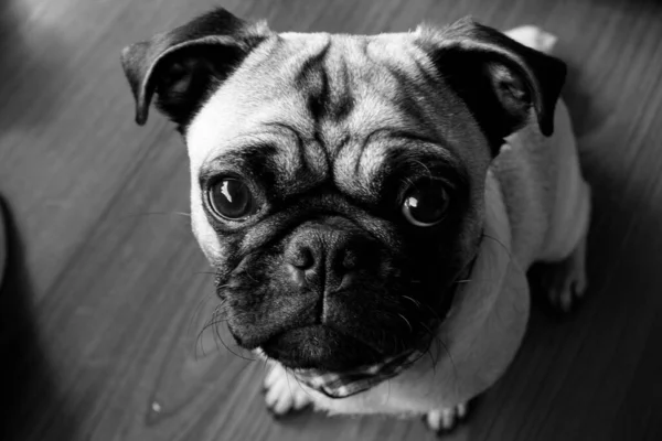 Kameraya bakan sevimli bir köpeğin yakın plan fotoğrafı.