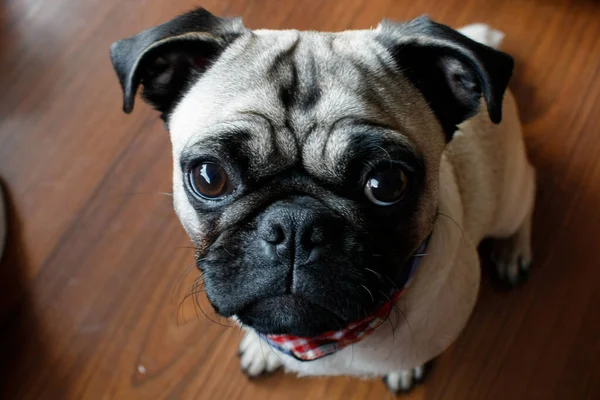 Kameraya bakan sevimli bir köpeğin yakın çekimi.