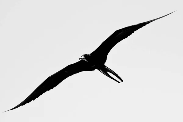 Gökyüzünde martı