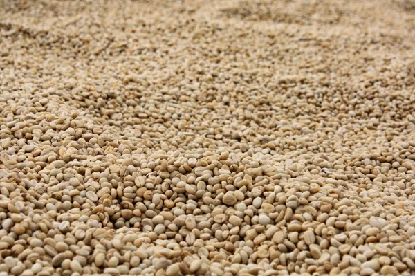 Bir yığın kahve çekirdeği.