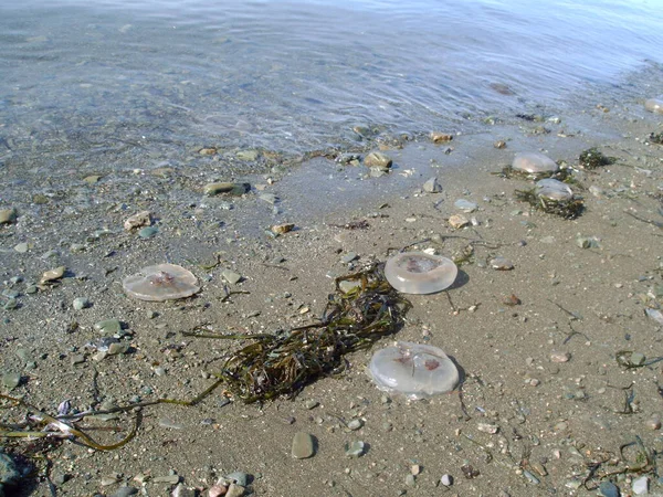 Orman ve yosun kıyıda