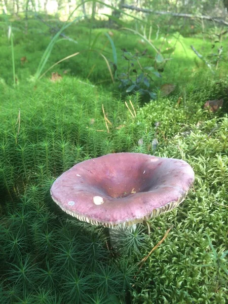 Svamp Bland Mossor Höstskogen — Stockfoto