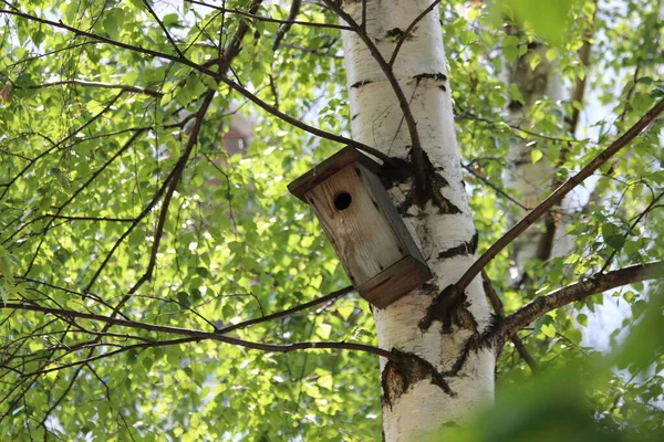 Oude Vogelhuisje Berk Het Voorjaar — Stockfoto