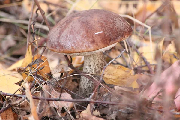 Sonbaharda yaprakların arasında mantar