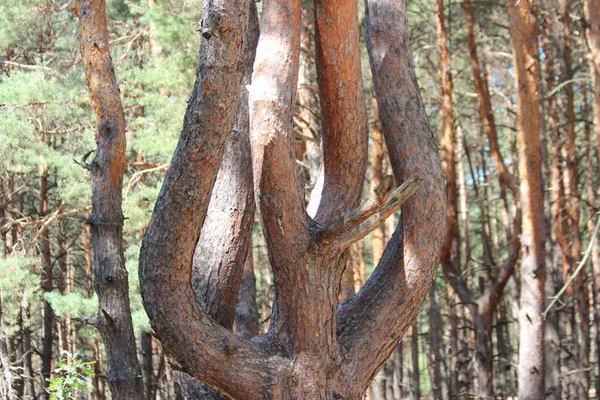Yaz ormanında ilginç eğimli bir ağaç.