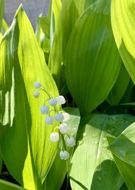 Vadinin zambağı güneş ışığında çiçek açar.