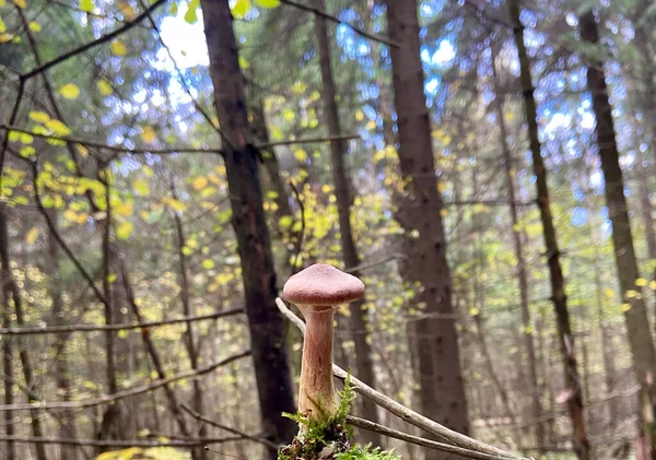 Sonbahar ormanının arka planında mantar
