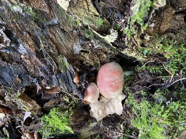 Ormandaki eski bir kütükte mantarlar