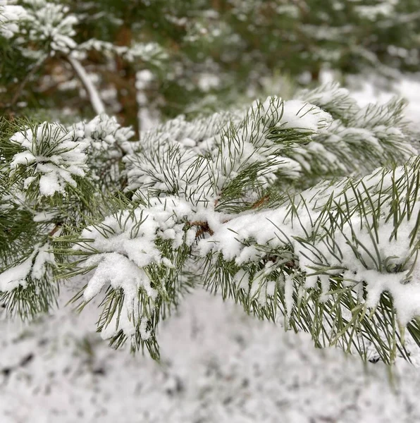 Снежный Ветеринар Зимой — стоковое фото