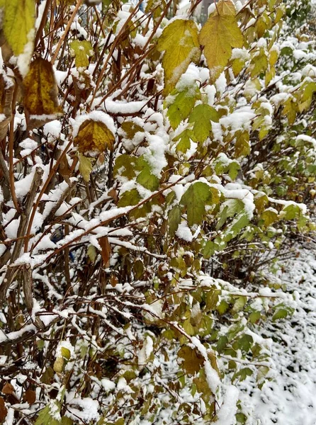 Листья Кустарника Покрыты Снегом — стоковое фото