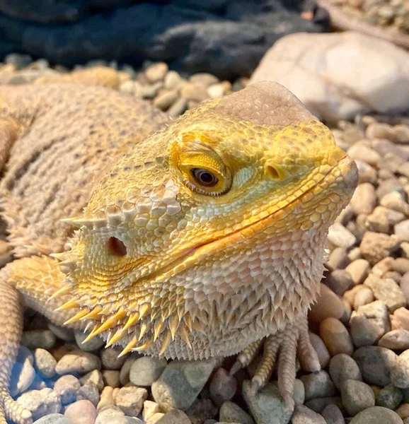 Lizard Warming Warm Sun — Stock Photo, Image