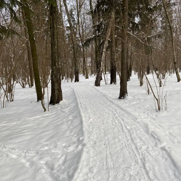 Kış parkında karla kaplı patika