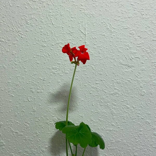 Flor Roja Sobre Fondo Pared — Foto de Stock