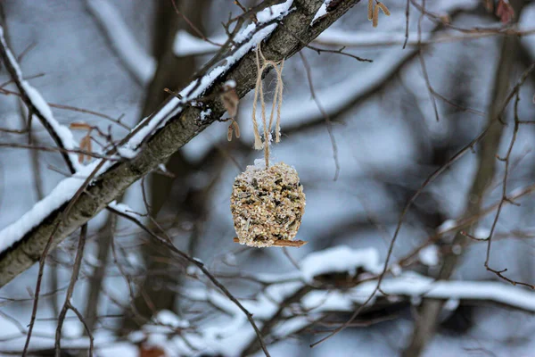 Kış ormanında kuş yemliği