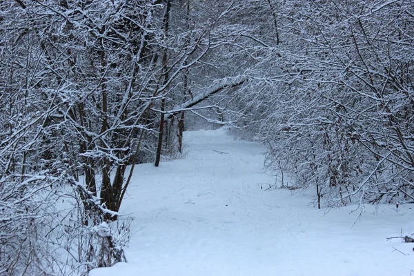 Снежная Дорога Зимнем Лесу — стоковое фото
