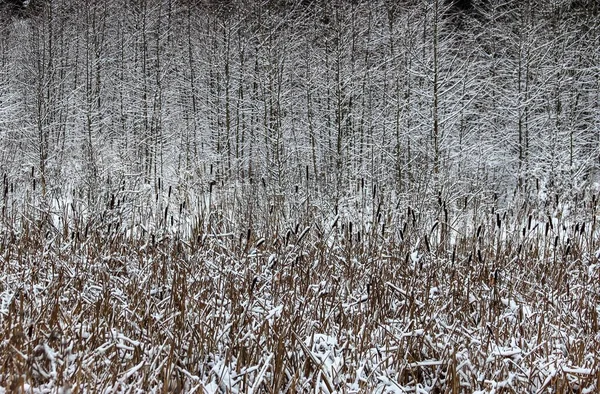 Donmuş bir orman bataklığında sazlıklar