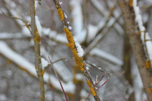 Yosun ve karla kaplı eski bir dal.
