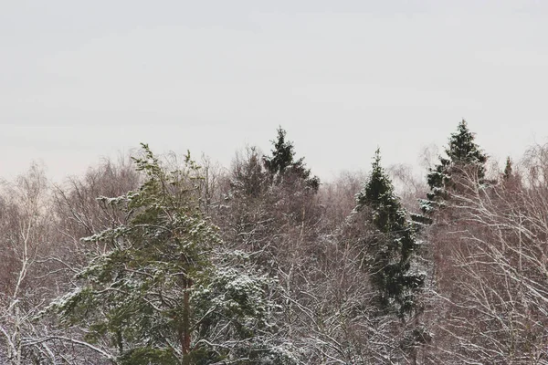Деревья Лесу Зимний День — стоковое фото