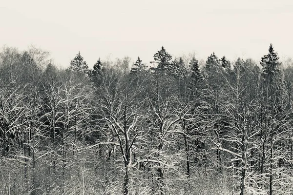 Черные Деревья Белый Снег — стоковое фото