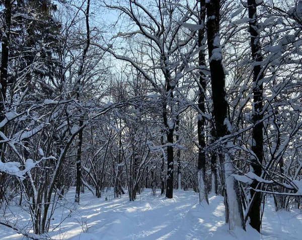 Деревья Лесу Зимний День — стоковое фото