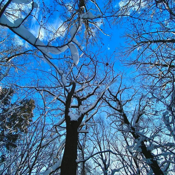 Γαλάζιος Ουρανός Και Δέντρα Στο Χειμερινό Πάρκο — Φωτογραφία Αρχείου
