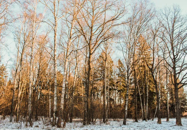 Bir kış günü ormandaki ağaçlar