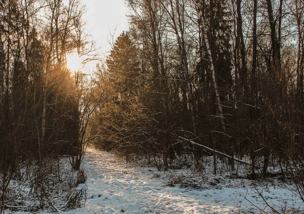 Деревья Дорога Зимнем Лесу Солнечный День — стоковое фото