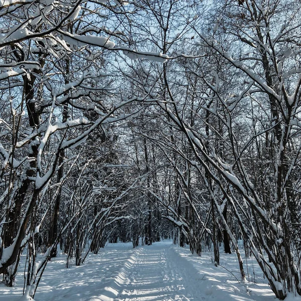 Снежная Дорога Зимнем Парке — стоковое фото