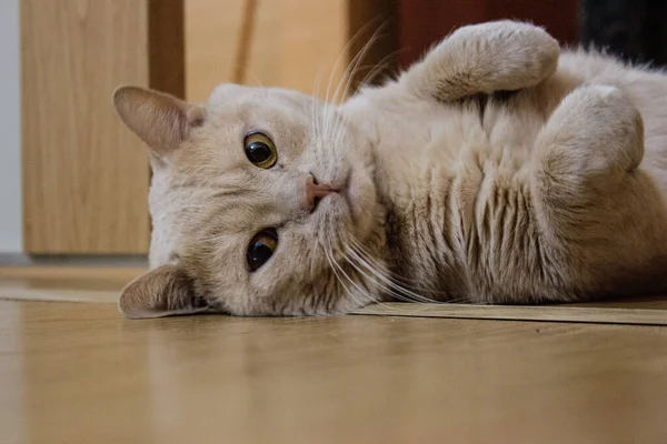 那只红猫躺在地板上看着 — 图库照片