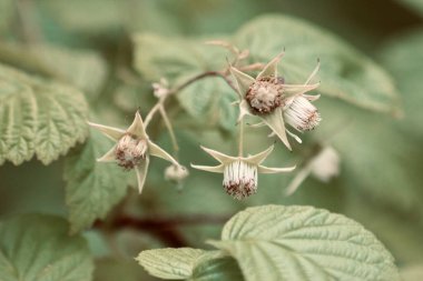 Genç ahududu sürüsü çalıların üzerinde