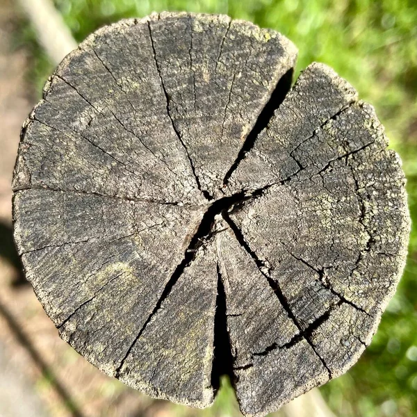 Oak Stump Texture Top View — ストック写真