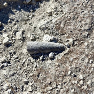 Belemnite bir grup tebeşir arasında yatıyor.