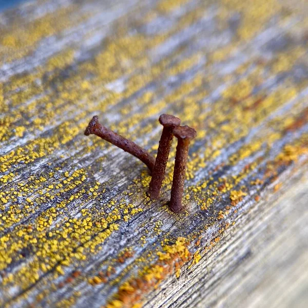 Tahtadaki üç paslı çivi