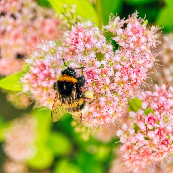 Yaban arısı çiçeklerde polen toplar