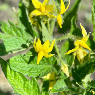 Domates dalında sarı çiçekler