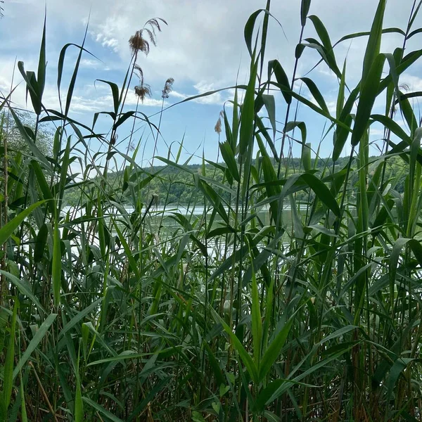 Gölün kıyısında yeşil kamış